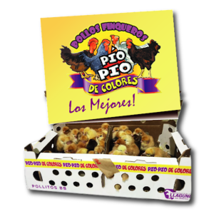 Caja de 40 Pollitos Finqueros Pio Pio de Colores