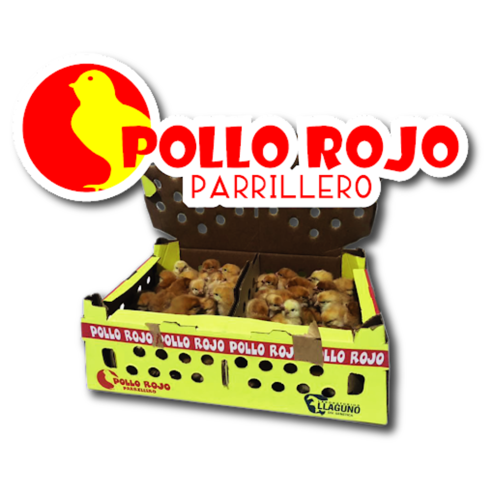Caja de 50 Pollitos Rojos Parrilleros