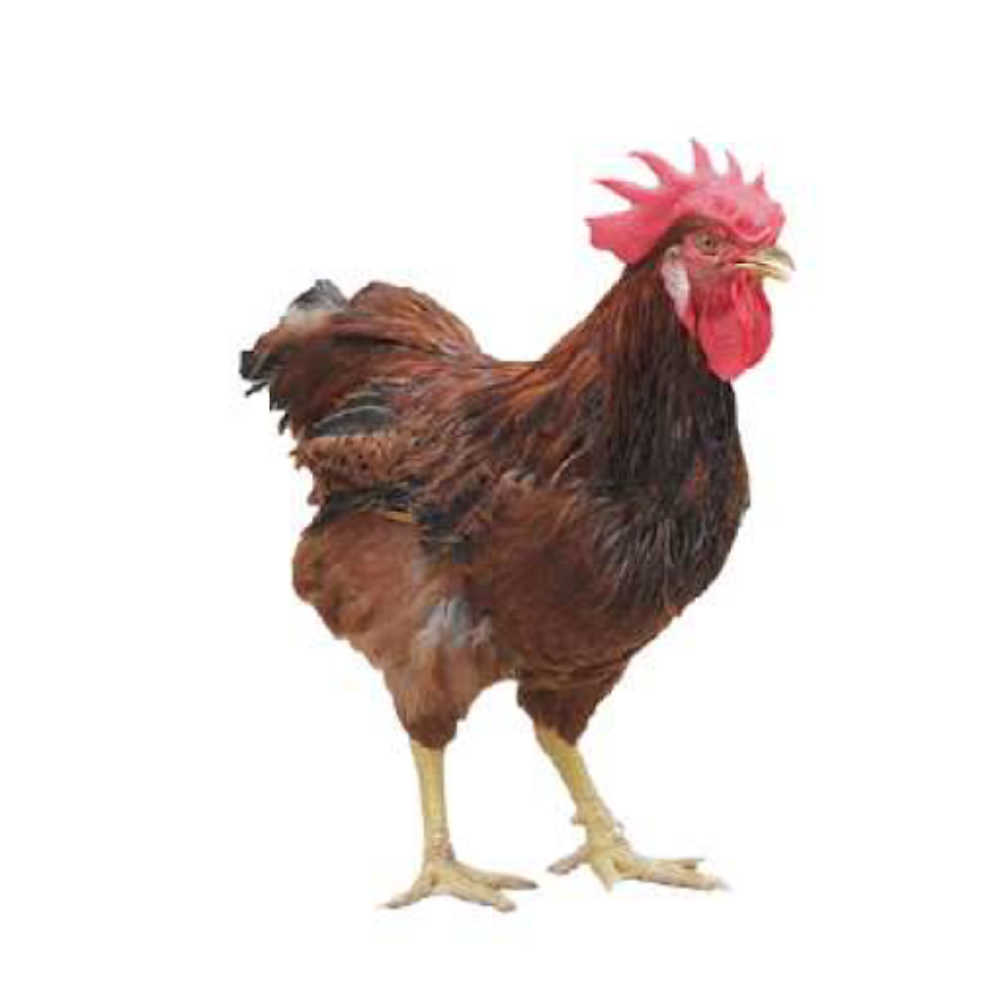 Caja de 50 Pollitos Rojos Parrilleros - Imagen 2