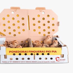 Caja de 40 Pollitas Ponedoras
