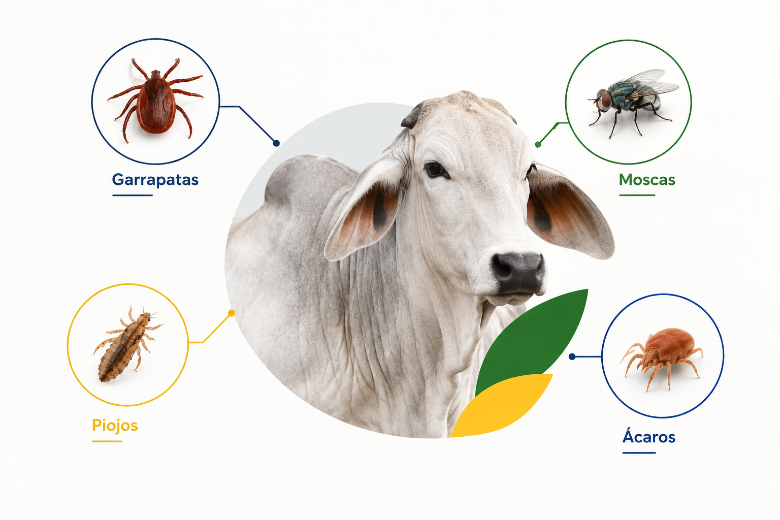 Parasitos Externos que afectan la produccion 